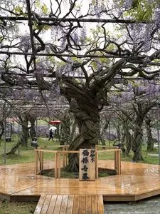 フラワーパークせらふじ園
