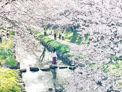 元荒川の桜