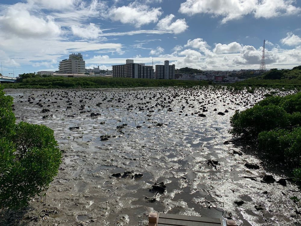 たくみん☆さんが投稿した漫湖水鳥・湿地センターに関する口コミの画像