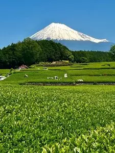 佐野製茶所（SANO SEICHAJYO【旧店名】さの製茶）