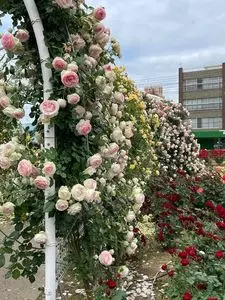 ばら公園のバラ