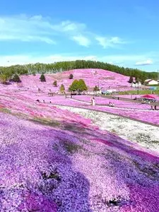 ひがしもこと芝桜公園キャンプ場
