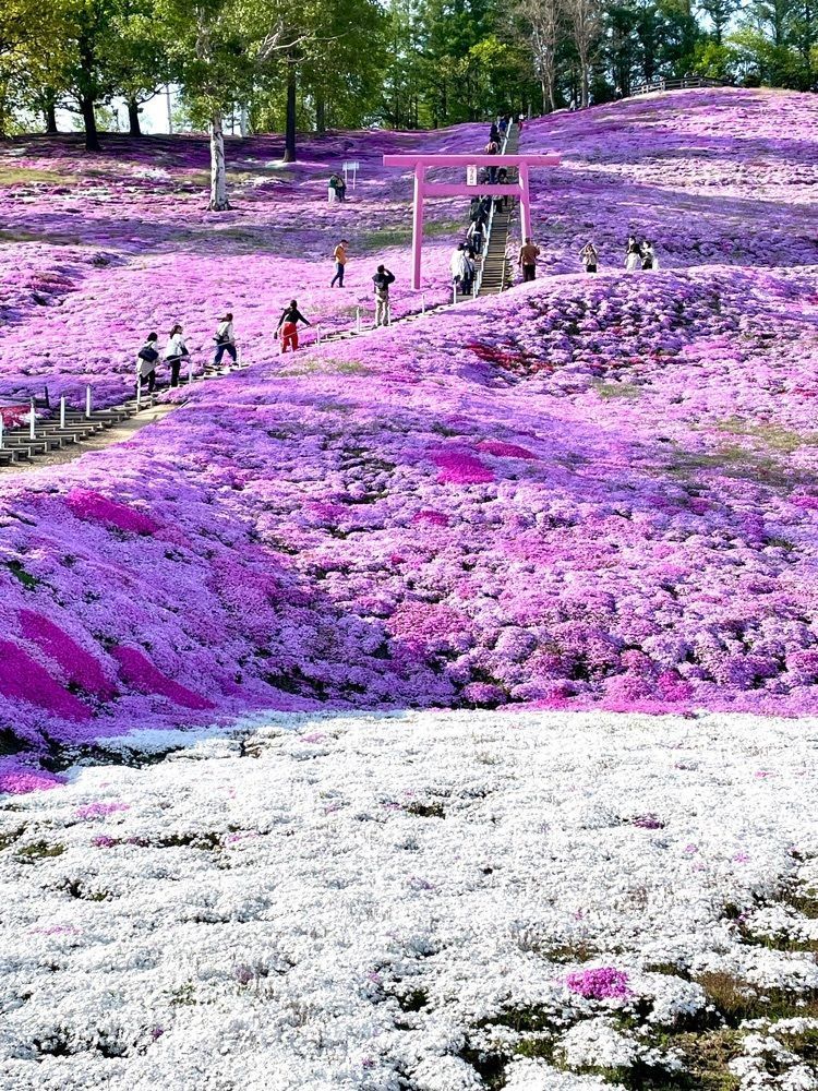 P-sanさんが投稿したひがしもこと芝桜公園キャンプ場に関する口コミの画像