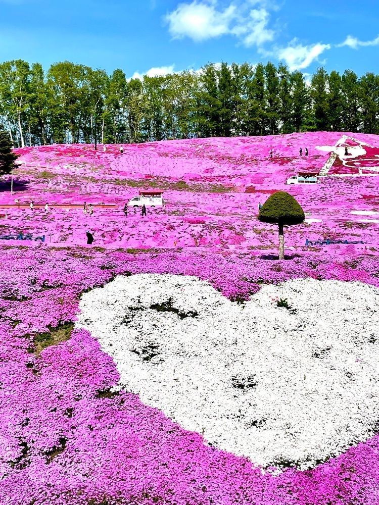 P-sanさんが投稿したひがしもこと芝桜公園キャンプ場に関する口コミの画像