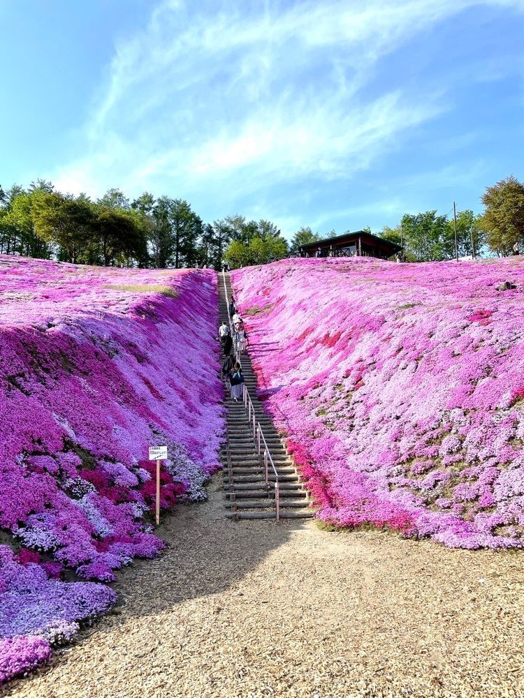 P-sanさんが投稿したひがしもこと芝桜公園キャンプ場に関する口コミの画像