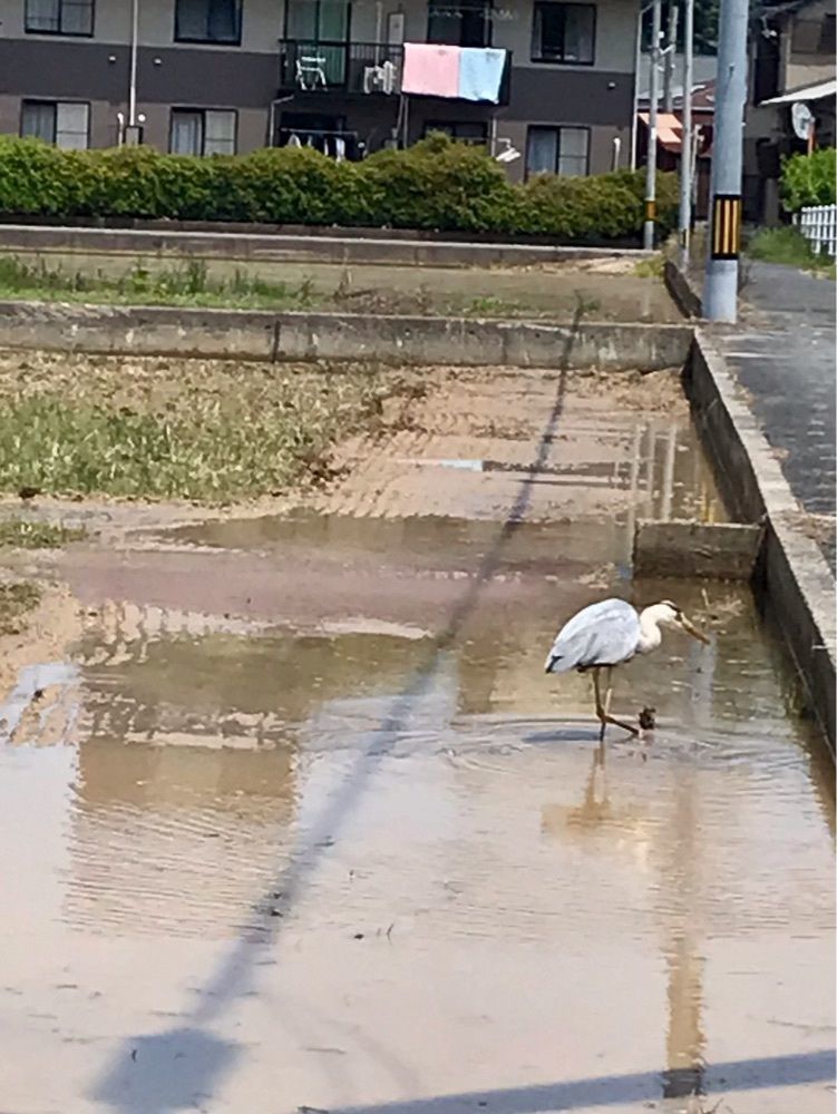 MICHIさんが投稿した中間駅に関する口コミの画像