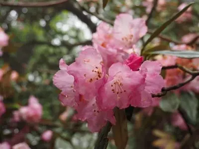 天城高原