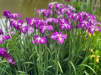 太宰府天満宮の花菖蒲