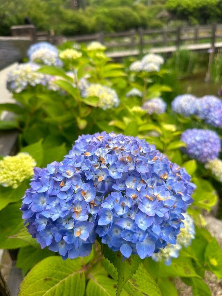 surumeさんが投稿した太宰府天満宮の花菖蒲に関する口コミの画像