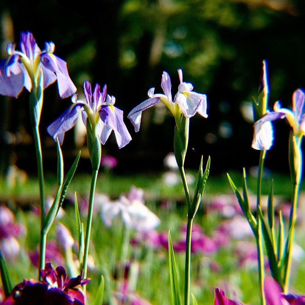 兎きちさんが投稿した阿波岐原森林公園のハナショウブに関する口コミの画像