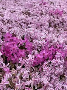 花夢の里