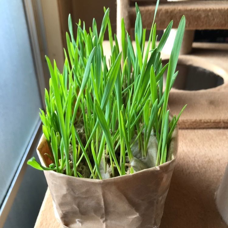 MICHIさんが投稿した無印良品 京王聖蹟桜ヶ丘に関する口コミの画像