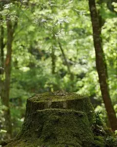 ちくさ高原スキー場