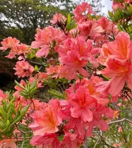 栃木県立なす高原自然の家