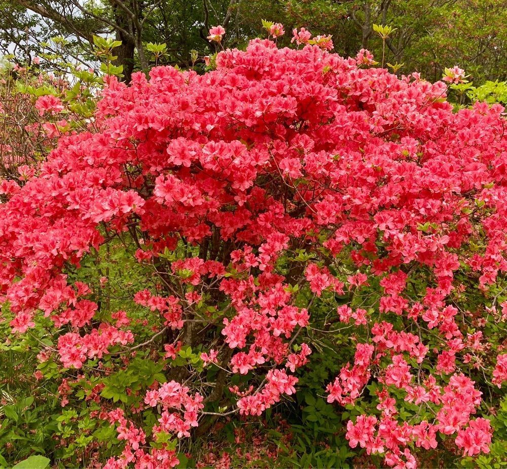calm_gift_1030さんが投稿した栃木県立なす高原自然の家に関する口コミの画像