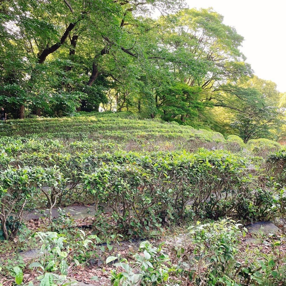 Danjouさんが投稿した江戸城に関する口コミの画像