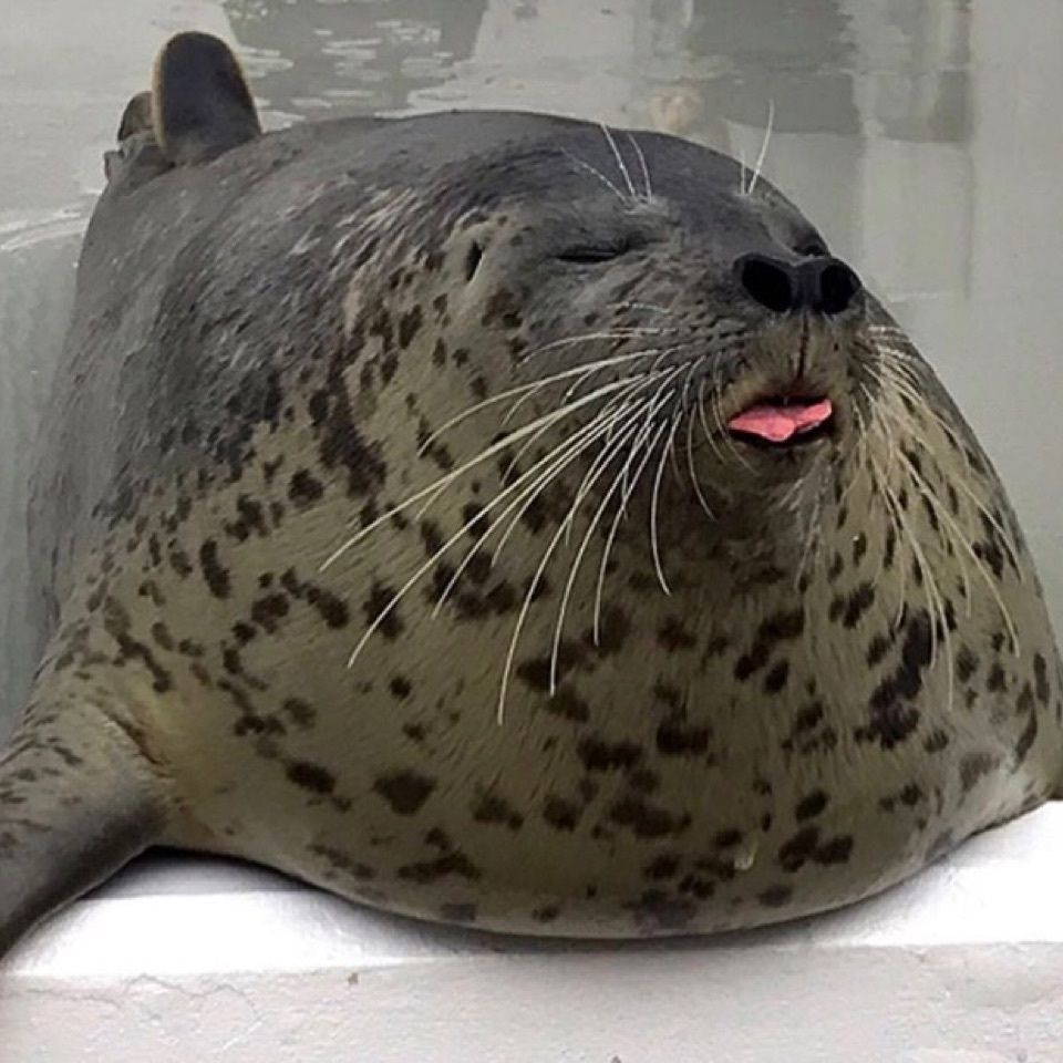 #おでかけ #フォトジェニック #須磨水族館 #アザラシ #可愛い #癒し