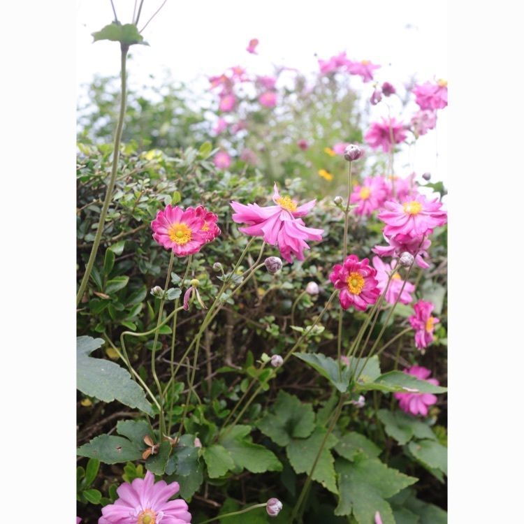 あっけさんが投稿した蔵王ペンション　木いちごに関する口コミの画像