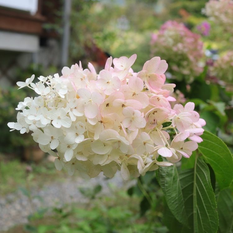 あっけさんが投稿した蔵王ペンション　木いちごに関する口コミの画像