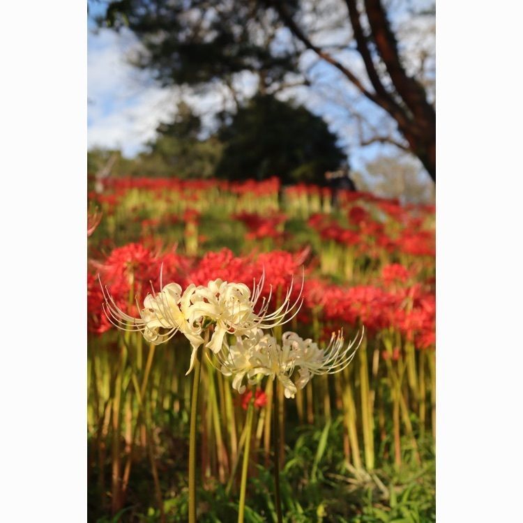 あっけさんが投稿した羽黒山公園に関する口コミの画像