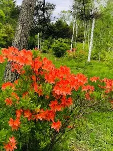 八ヶ岳中央高原のレンゲツツジ