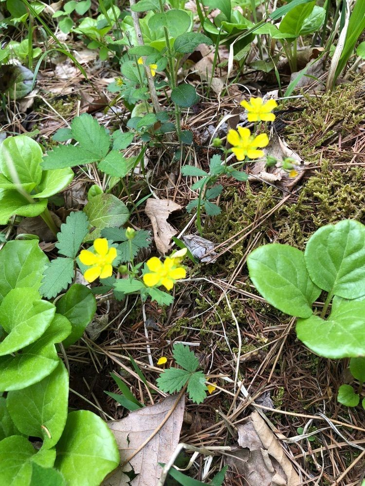 それなはとけさんが投稿した八ヶ岳中央高原のレンゲツツジに関する口コミの画像