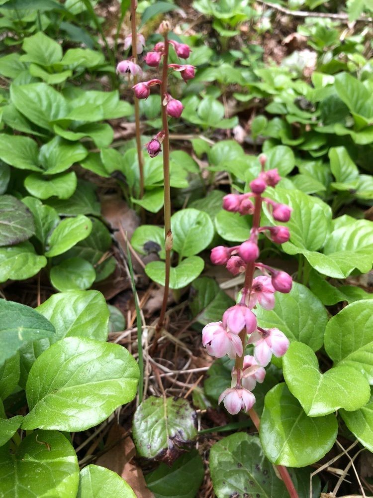 それなはとけさんが投稿した八ヶ岳中央高原のレンゲツツジに関する口コミの画像