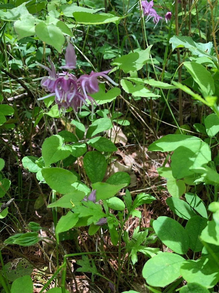 それなはとけさんが投稿した八ヶ岳中央高原のレンゲツツジに関する口コミの画像
