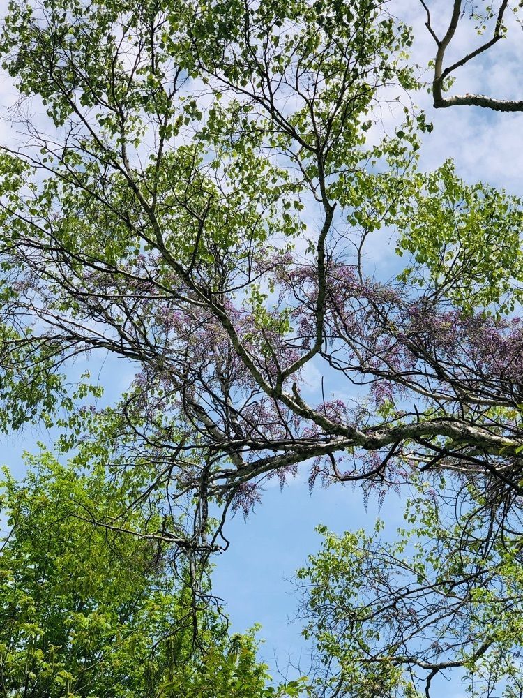 それなはとけさんが投稿した八ヶ岳中央高原のレンゲツツジに関する口コミの画像