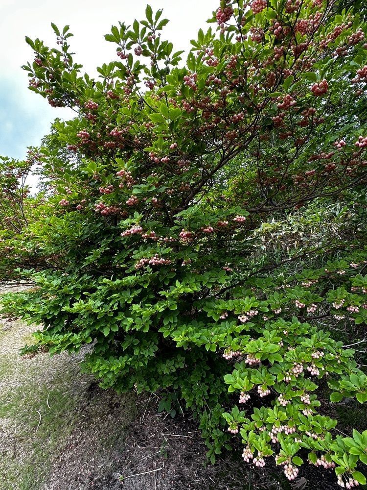 かめ_メグミさんが投稿した静心山荘（セイシンサンソウ）に関する口コミの画像