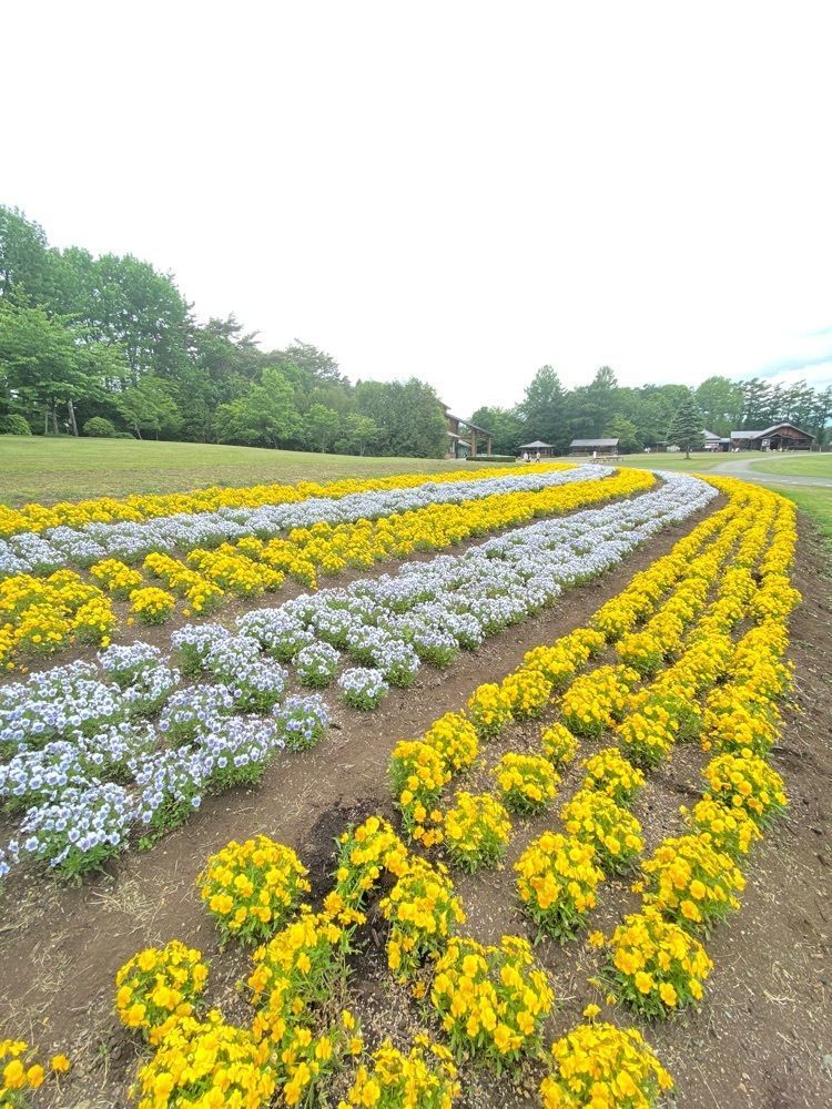Musashiさんが投稿した小岩井農場まきば園に関する口コミの画像