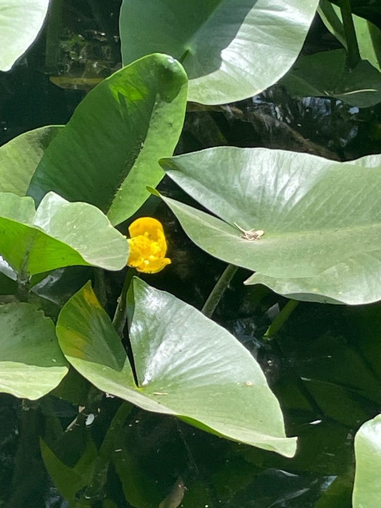 luckyさんが投稿した松浜軒庭園に関する口コミの画像