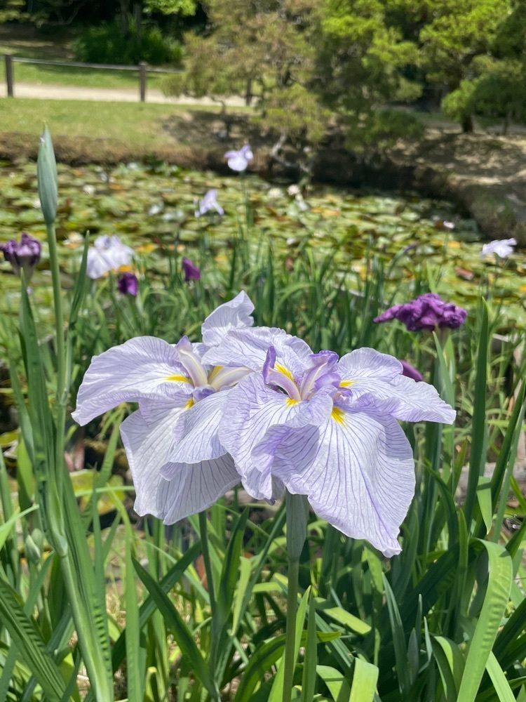 luckyさんが投稿した松浜軒庭園に関する口コミの画像