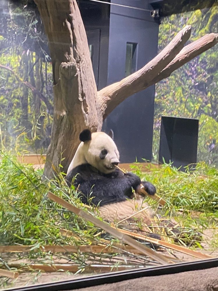 banira＃mさんが投稿した上野動物園 カフェカメレオン（不忍池テラス売店）に関する口コミの画像