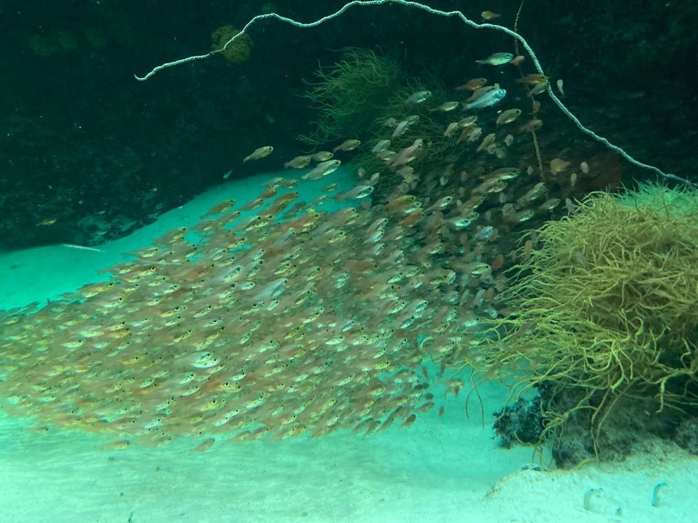 saa1010さんが投稿したアクアマリンふくしま（aquamarine Fukushima）に関する口コミの画像