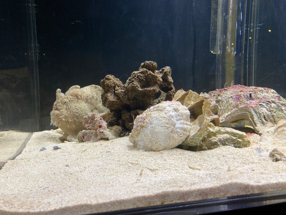 saa1010さんが投稿したアクアマリンふくしま（aquamarine Fukushima）に関する口コミの画像
