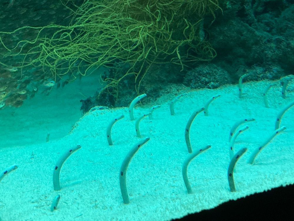 saa1010さんが投稿したアクアマリンふくしま（aquamarine Fukushima）に関する口コミの画像
