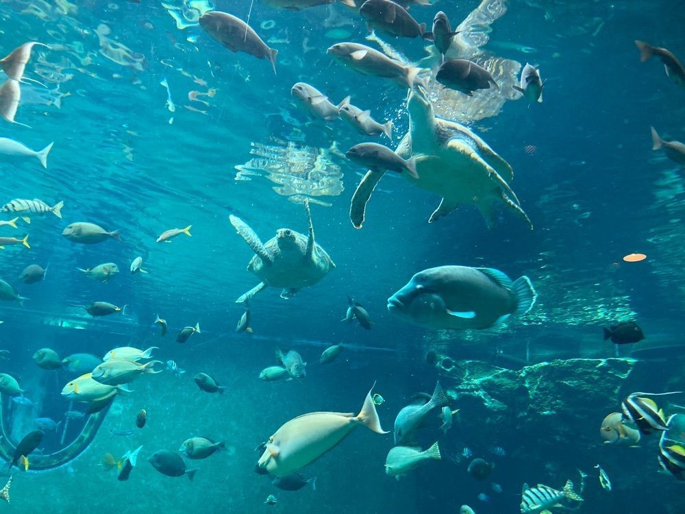 t_sugiuraさんが投稿した箱根園水族館に関する口コミの画像