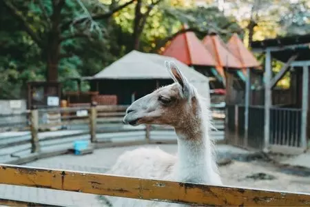 宝登山小動物公園