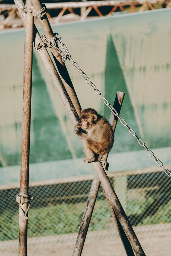 きゃっさーさんが投稿した宝登山小動物公園に関する口コミの画像