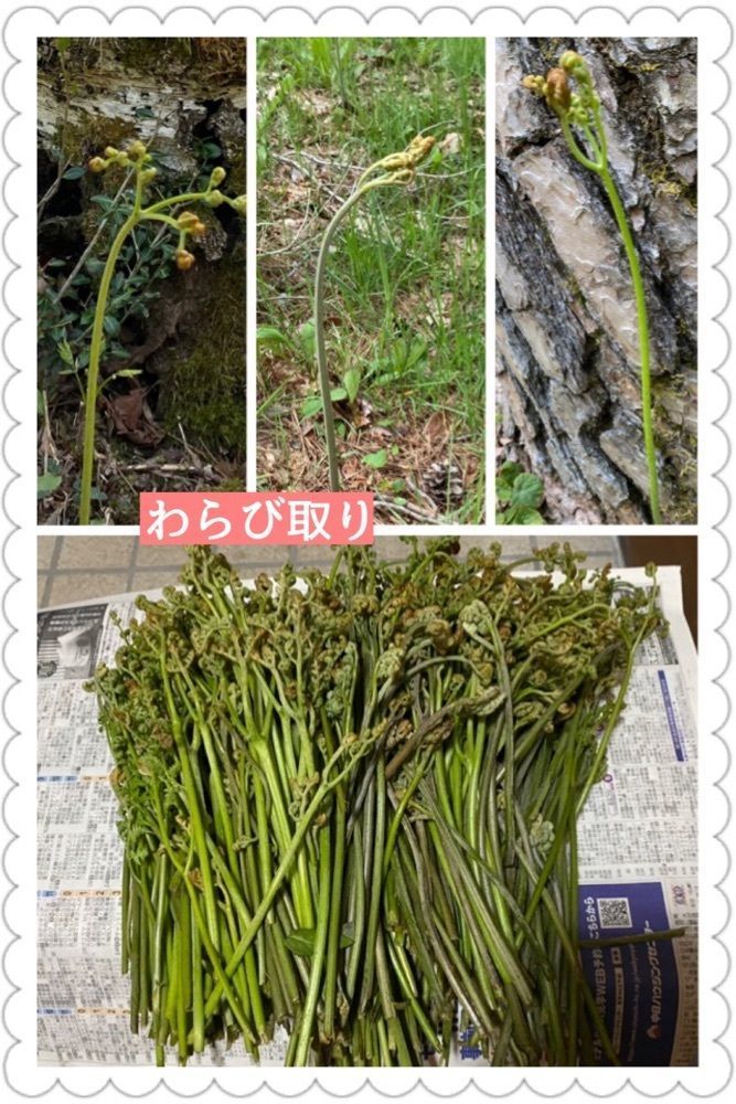 Annashuna0830さんが投稿したひるがの高原リゾート翠峯苑に関する口コミの画像