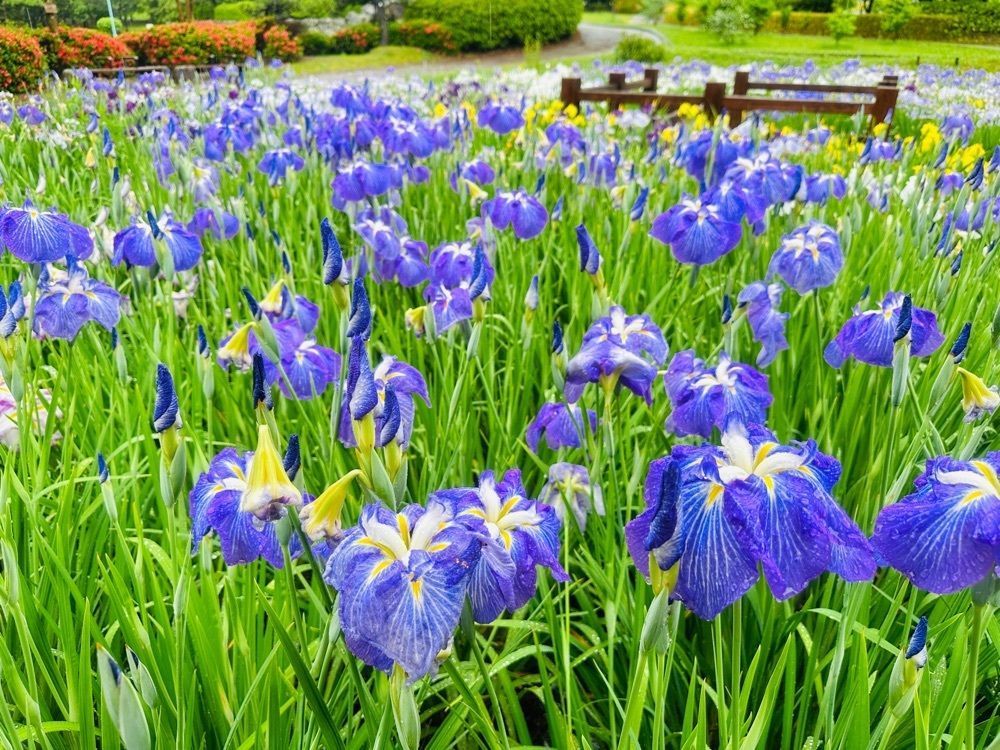surumeさんが投稿した春日公園売店に関する口コミの画像