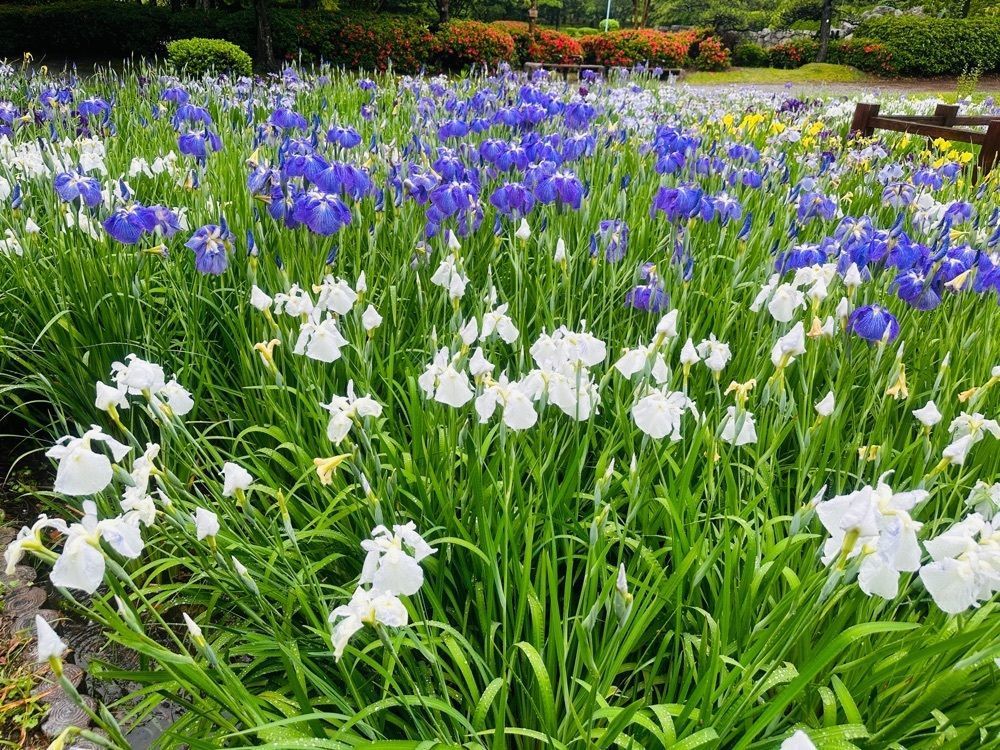 surumeさんが投稿した春日公園売店に関する口コミの画像