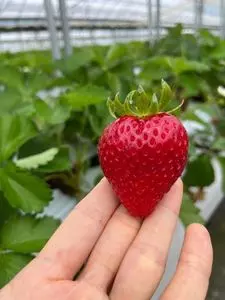 佐藤果実工房