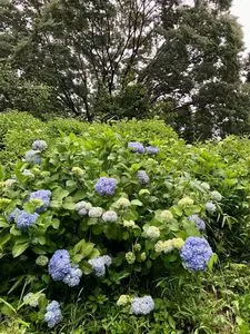 山上城跡公園のアジサイ