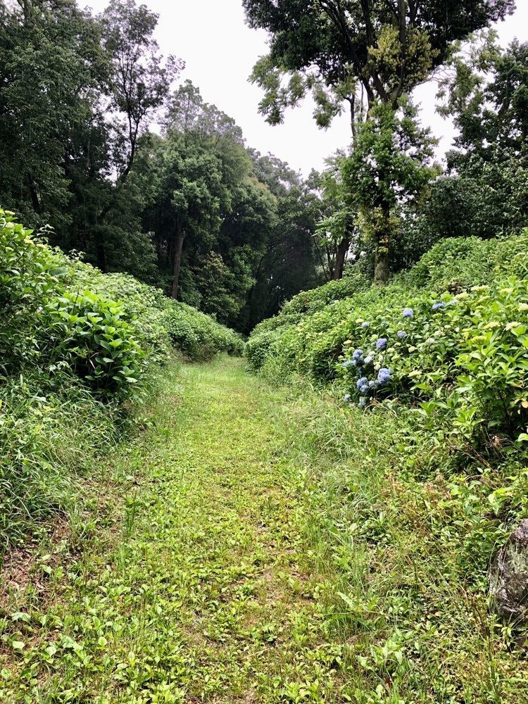 からっ風②さんが投稿した山上城跡公園のアジサイに関する口コミの画像
