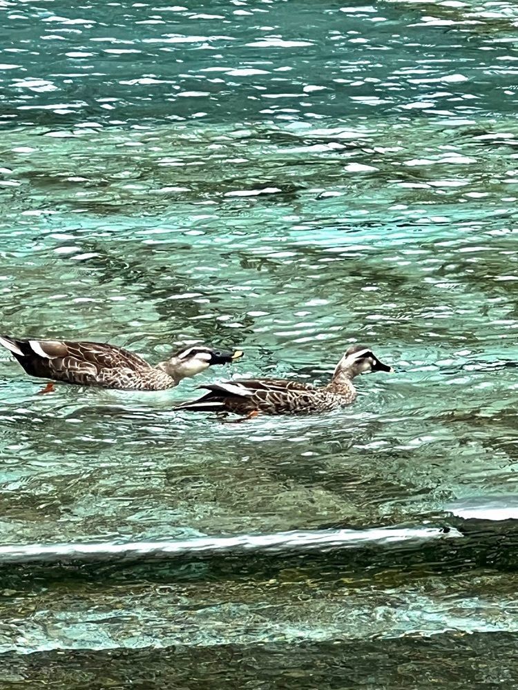 ビンカさんが投稿した水無月園に関する口コミの画像