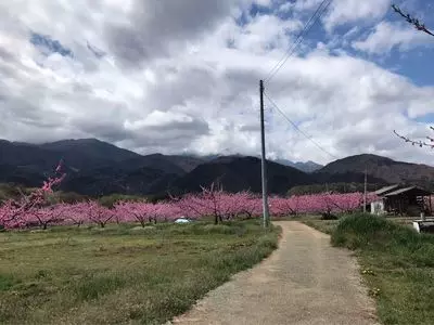 新府桃源郷のモモ