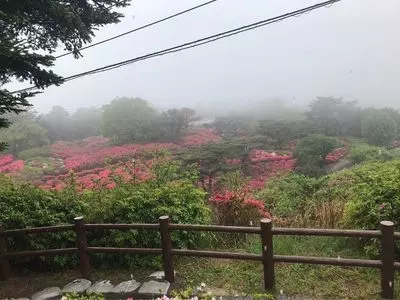 小室山公園のつつじ