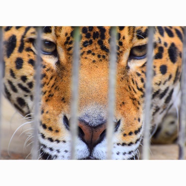 #愛知 #東山 #東山動物園 #動物 #景色 #風景 #一眼 #カメラ